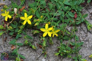 Hypericum humifusum (1)